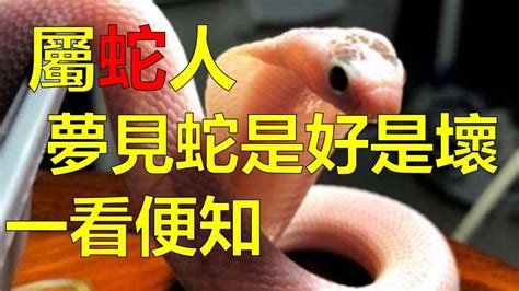 現實 看 到蛇|夢到蛇到底是好是壞？專家這麼看